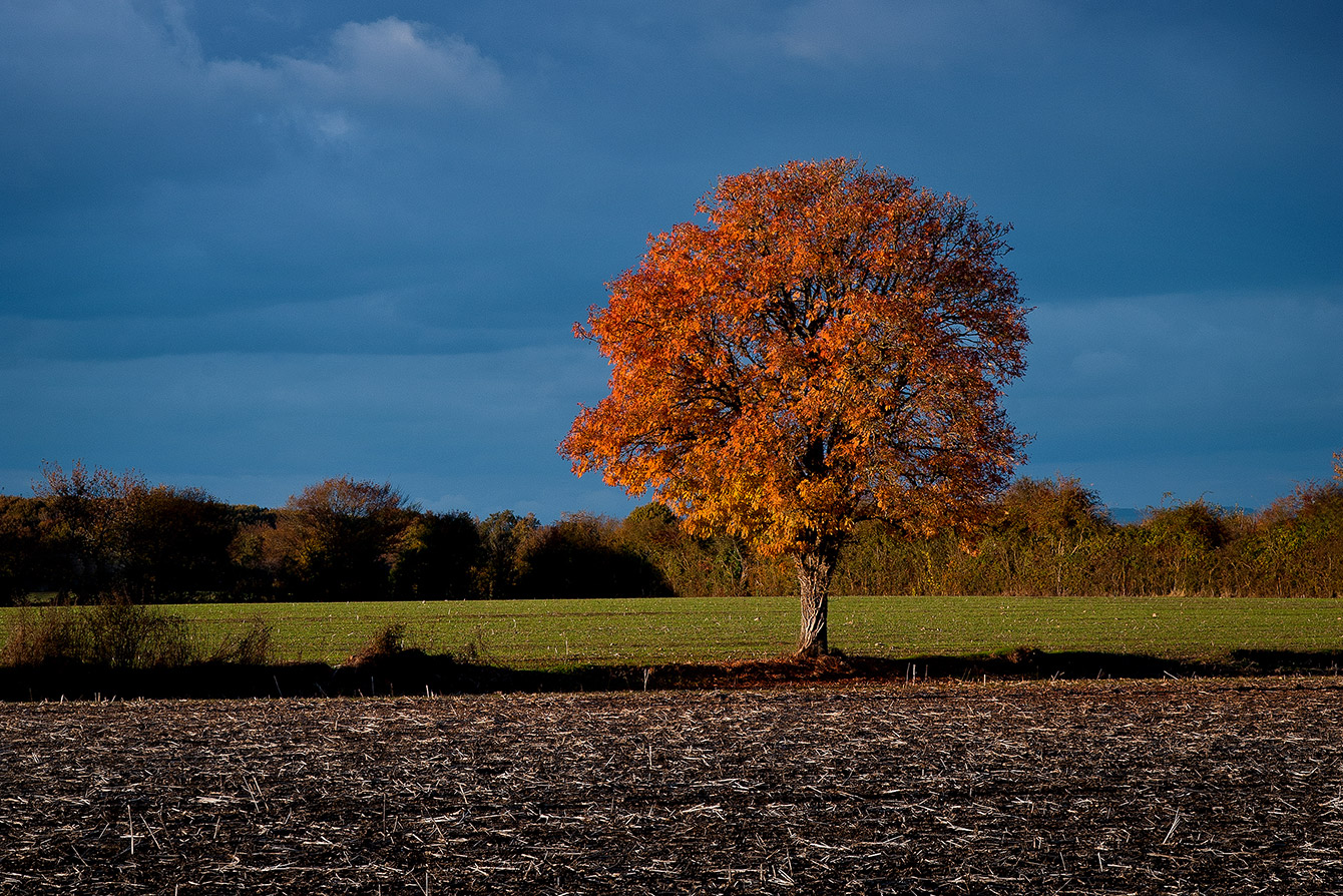 beauchene automne