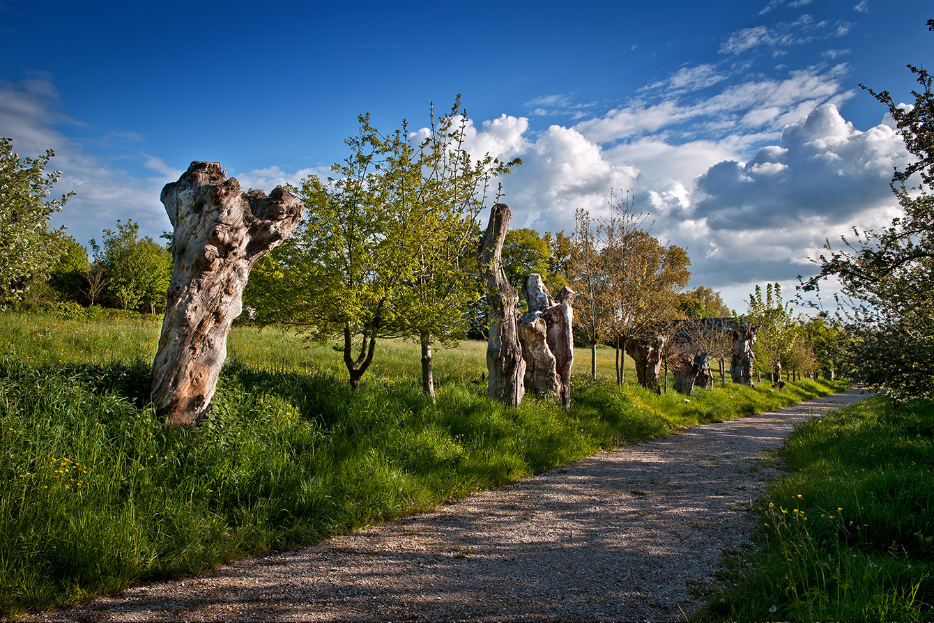 Chemin Boursay