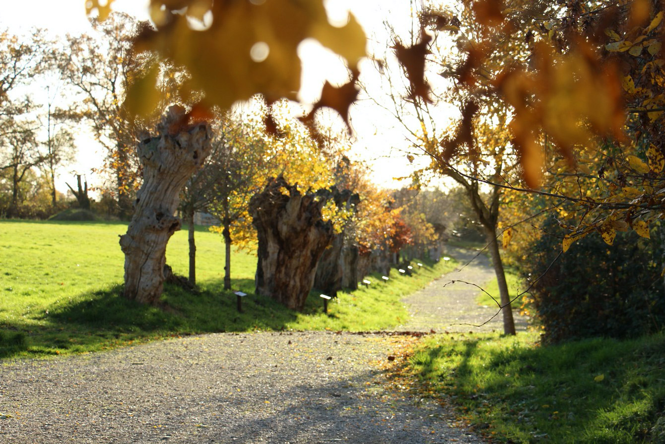 Chemin Boursay